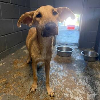 Grogu -  Mixed Breed Dog for Adoption in Austin, Texas - Grogu | PetCurious