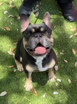 TJ -  French Bulldog and Mixed Breed Dog for Adoption in North Miami Beach, Florida - TJ | PetCurious