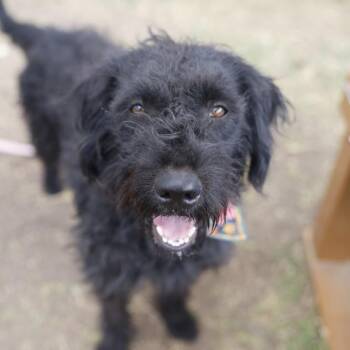 ELLIE -  Poodle Dog for Adoption in San Antonio, Texas - ELLIE | PetCurious