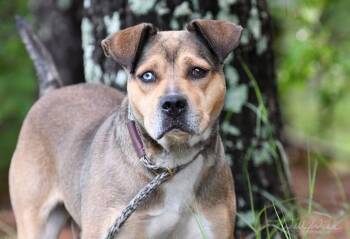 Ginger -  Pit Bull Terrier Dog for Adoption in Monroe, Georgia - Ginger | PetCurious