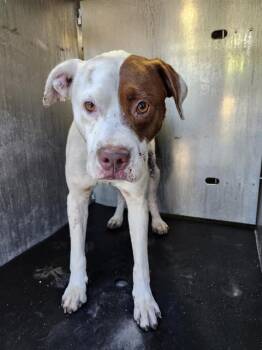 American Bulldog Dogs Available for Adoption in San Antonio, Texas - A809421 | PetCurious
