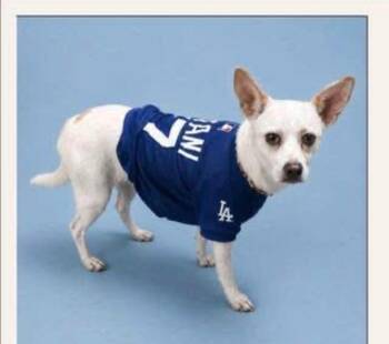 Pablo -  Terrier Dog for Adoption in Charlotte, Michigan - Pablo | PetCurious