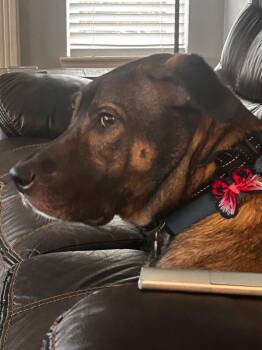 Eggnog -  Anatolian Shepherd Dog for Adoption in Fenton, Michigan - Eggnog | PetCurious