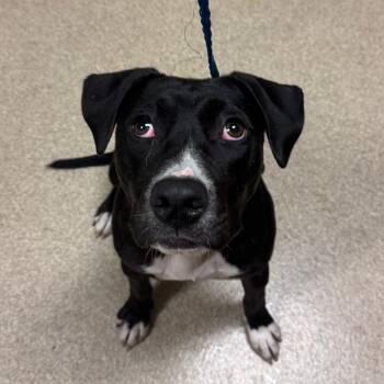 Chelsea -  Mixed Breed Dog for Adoption in Bristol, Indiana - Chelsea | PetCurious