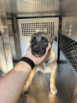 Rescue German Shepherd Dog and Mixed Breed Dogs for Adoption in Fort Worth, Texas - 59834044 | PetCurious
