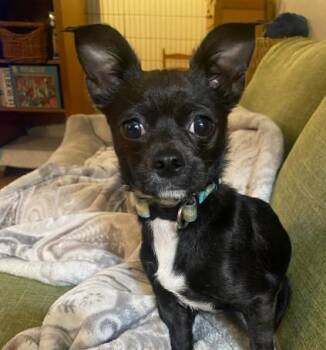 A053760 -  Chihuahua Dog for Adoption in Alameda, California - A053760 | PetCurious