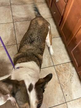 Llama Del Rey -  Mixed Breed Dog for Adoption in Cincinnati, Ohio - Llama Del Rey | PetCurious