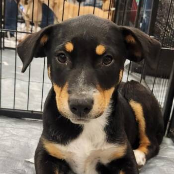 Rescue Australian Cattle Dog Blue Heeler and Mixed Breed Dogs for Adoption in Austin, Texas - Lucky KK | PetCurious