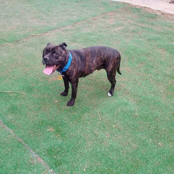 Pit Bull Terrier and Mixed Breed Dogs Available for Adoption in Avon, Ohio - Truffle | PetCurious