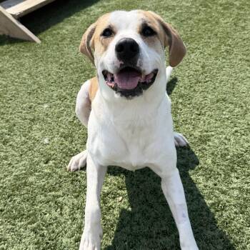 Roxy -  Great Pyrenees Dog for Adoption in Spencer, Iowa - Roxy | PetCurious