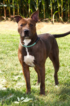 Rescue Pit Bull Terrier Dogs for Adoption in Evansville, Indiana - Delilah | PetCurious