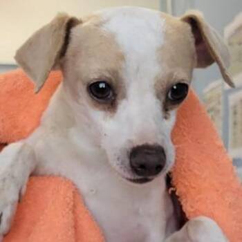 Mixed Breed Dogs Available for Adoption in Las Cruces, New Mexico - 106933 | PetCurious