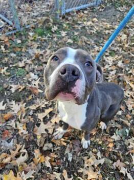 Rescue Pit Bull Terrier Dogs for Adoption in Portsmouth, Virginia - Zeusifer | PetCurious