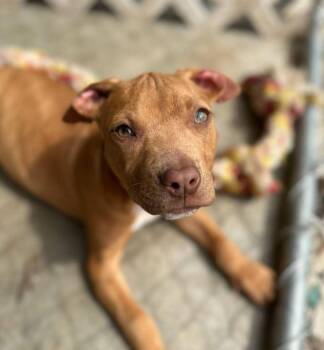 Pit Bull Terrier Dogs Available for Adoption in Clarksville, Virginia - Bam Bam (Available For Adoption May 11, 2026) | PetCurious