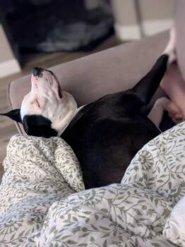 Sophie -  American Staffordshire Terrier Dog for Adoption in Austin, Texas - Sophie | PetCurious