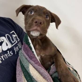 Keeper -  Labrador Retriever and Mixed Breed Dog for Adoption in Long Beach, California - Keeper | PetCurious