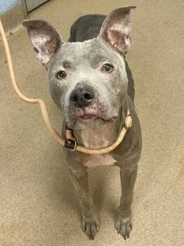 Rescue Mixed Breed Dogs for Adoption in Chamblee, Georgia - Angelica | PetCurious