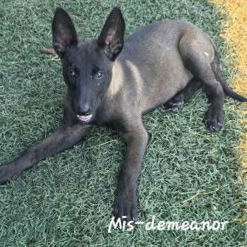 Mis-Demeanor DD -  Belgian Shepherd Malinois Dog for Adoption in Austin, Texas - Mis-Demeanor DD | PetCurious