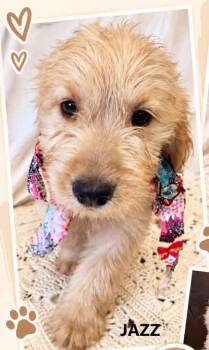 Jazz -  Goldendoodle Dog for Adoption in Washington, Georgia - Jazz | PetCurious