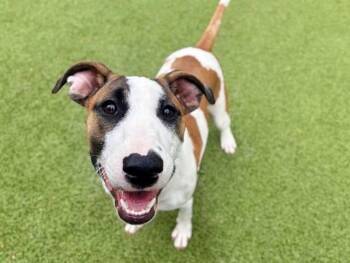 Terrier Dogs Available for Adoption in Brentwood, Missouri - GLORIA | PetCurious