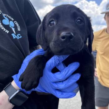 Crossterg / Halo -  Labrador Retriever Dog for Adoption in Broomfield, Colorado - Crossterg / Halo | PetCurious