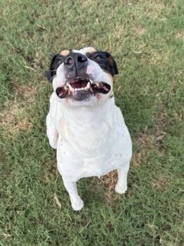 Wiggle D Crumb -  Mixed Breed Dog for Adoption in Atlanta, Georgia - Wiggle D Crumb | PetCurious