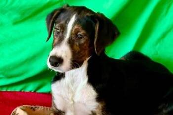 Jambo -  Feist and Mixed Breed Dog for Adoption in Westland, Michigan - Jambo | PetCurious