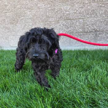 Java -  Schnauzer and Mixed Breed Dog for Adoption in Great Falls, Montana - Java | PetCurious