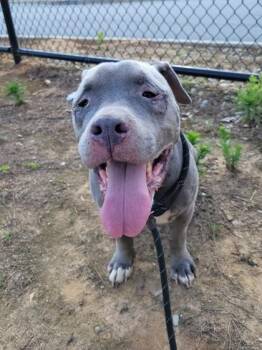 Bosley -  Pit Bull Terrier and Mixed Breed Dog for Adoption in Atlanta, Georgia - Bosley | PetCurious