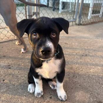 Tiny Timmy -  Labrador Retriever and Border Collie Dog for Adoption in Philadelphia, Pennsylvania - Tiny Timmy | PetCurious