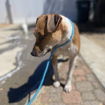 SOU-Stray-760 -  Cattle Dog and Terrier Dog for Adoption in Escondido, California - SOU-Stray-760 | PetCurious