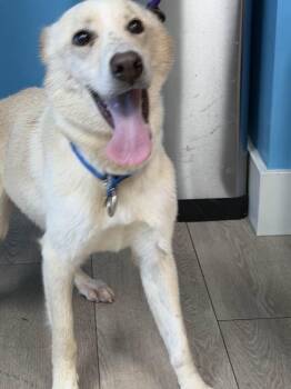 Siberian Husky Dogs Available for Adoption in Walnut Creek, California - Laika | PetCurious