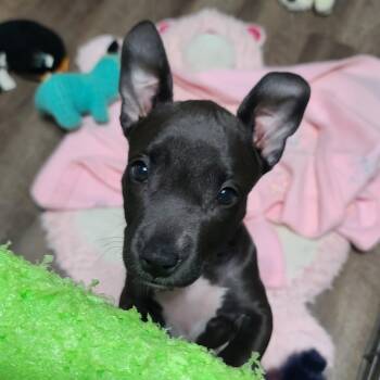 Adrian -  Chihuahua Dog for Adoption in Chattanooga, Tennessee - Adrian | PetCurious