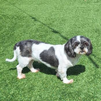 Candy corn 8284 -  Shih Tzu Dog for Adoption in Loxahatchee Groves, Florida - Candy Corn 8284 | PetCurious