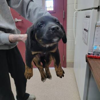 Mixed Breed Dogs Available for Adoption - Hermione | PetCurious