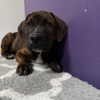 Clifford -  Mixed Breed Dog for Adoption in Englewood, Florida - Clifford | PetCurious