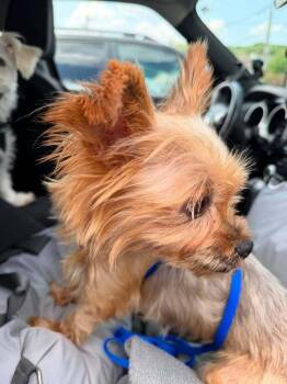Penelope -  Yorkshire Terrier Dog for Adoption in Groveland, Massachusetts - Penelope | PetCurious