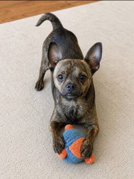 Peanut The tiny human shadow -  Chihuahua Dog for Adoption in Houston, Texas - Peanut The Tiny Human Shadow | PetCurious