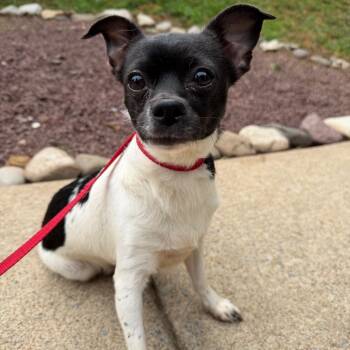 Blankee -  Chihuahua Dog for Adoption in Chester Springs, Pennsylvania - Blankee | PetCurious