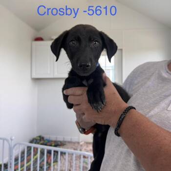 Crosby -  Mixed Breed Dog for Adoption in Tacoma, Washington - Crosby | PetCurious