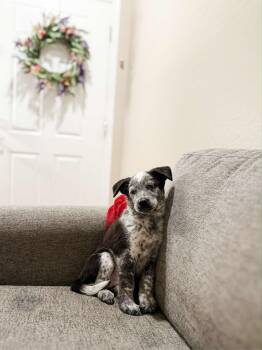 Australian Cattle Dog Blue Heeler Dogs Available for Adoption in Goodyear, Arizona - INDY | PetCurious