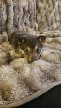 German Shepherd Dog Dogs Available for Adoption in Fredonia, Wisconsin - Kia | PetCurious