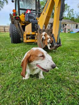 Bo $750 -  Basset Hound Dog for Adoption in West Milwaukee, Wisconsin - Bo $750 | PetCurious
