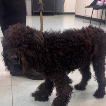 crumble -  Poodle Dog for Adoption in Philadelphia, Pennsylvania - Crumble | PetCurious