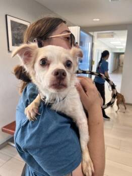 Alfie - 1 -  Chihuahua and Mixed Breed Dog for Adoption in Daytona Beach, Florida - Alfie - 1 | PetCurious