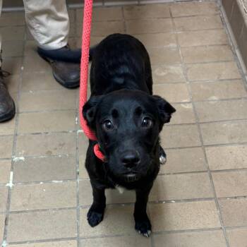 Black Labrador Retriever and Mixed Breed Dogs Available for Adoption - Michelle | PetCurious