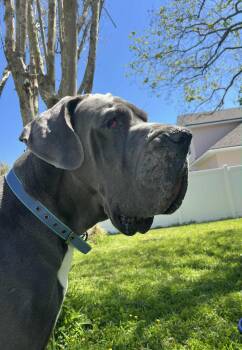 Great Dane Dogs Available for Adoption in Pensacola, Florida - Bentley | PetCurious