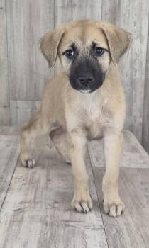 Slushy -  Mixed Breed Dog for Adoption in Shreveport, Louisiana - Slushy | PetCurious