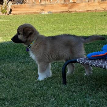 Border Collie Dogs Available for Adoption in Fresno, California - Pawmo | PetCurious
