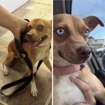 Luna -  Chihuahua Dog for Adoption in Ardara, Pennsylvania - Luna | PetCurious